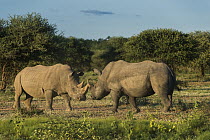 White Rhinoceros (Ceratotherium simum) pair greeting, South Africa