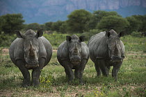 White Rhinoceros (Ceratotherium simum) trio, South Africa