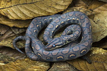 Rainbow Boa (Epicrates cenchria cenchria) young, native to Central and South America