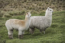 Alpaca (Lama pacos) pair, Antisana Ecological Reserve, Ecuador