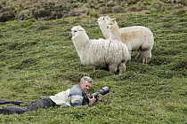 Alpaca (Lama pacos) trio and photographer Pete Oxford, Antisana Ecological Reserve, Ecuador