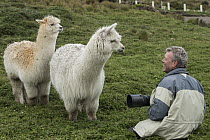 Alpaca (Lama pacos) pair and photographer Pete Oxford, Antisana Ecological Reserve, Ecuador