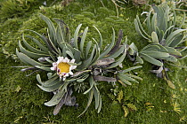 Andean Daisy (Werneria nubigena) flowering, Antisana Ecological Reserve, Ecuador