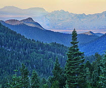 Coniferous forest, Jemez Mountains, Santa Fe National Forest, New Mexico
