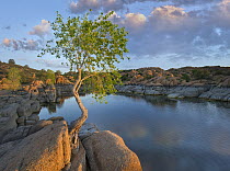 Cottonwood (Populus sp) tree along lake, Granite Dells, Watson Lake, Arizona