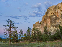Coniferous trees and cliff, El Morro National Monument, New Mexico