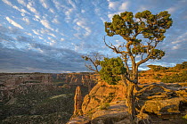 Pine (Pinus sp) tree, Monument Canyon, Colorado National Monument, Colorado