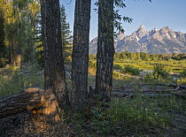 Cottonwood (Populus sp) tree felled by American Beaver (Castor canadensis), Grand Teton National Park, Wyoming