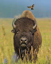 American Bison (Bison bison) bull with landing female Brown-headed Cowbird (Molothrus ater), Grand Teton National Park, Wyoming
