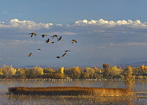 Sandhill Crane (Grus canadensis) flock flying over pond with Snow Geese (Chen caerulescens), Bosque del Apache National Wildlife Refuge, New Mexico