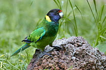 Australian Ringneck (Barnardius zonarius) parrot, Western Australia, Australia