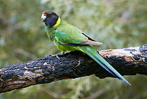 Australian Ringneck (Barnardius zonarius) parrot, Western Australia, Australia
