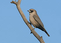 Black-faced Woodswallow (Artamus cinereus), Mount Isa, Queensland, Australia
