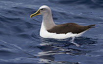 Buller's Albatross (Thalassarche bulleri), Eaglehawk Neck, Tasmania, Australia
