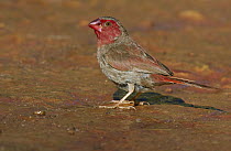 Crimson Finch (Neochmia phaeton), Mount Isa, Queensland, Australia