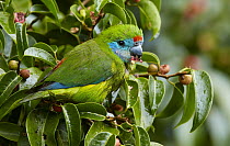 Double-eyed Fig-Parrot (Cyclopsitta diophthalma) feeding on fruiting fig, Lake Eacham, Queensland, Australia