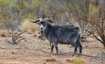 Wild Goat (Capra aegagrus), Hungerford, New South Wales, Australia