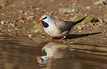 Long-tailed Finch (Poephila acuticauda) drinking from stream, Mount Isa, Queensland, Australia