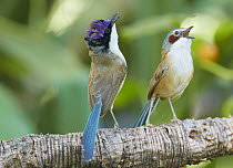 Purple-crowned Fairywren (Malurus coronatus) male calling to female, Lawnhill River, Queensland, Australia