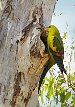 Regent Parrot (Polytelis anthopeplus) male at nest cavity, Stirling Range National Park, Western Australia, Australia