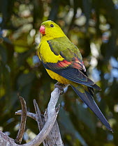Regent Parrot (Polytelis anthopeplus) male, Stirling Range National Park, Western Australia, Australia