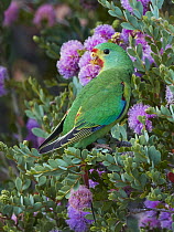 Swift Parrot (Lathamus discolor) sub-adult, Bruny Island, Tasmania, Australia