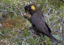 Yellow-tailed Black-Cockatoo (Calyptorhynchus funereus) feeding on nut, Bruny Island, Tasmania, Australia