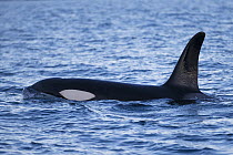 Orca (Orcinus orca), type one, male surfacing, Snaefellsnes Peninsula, western Iceland