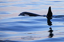 Orca (Orcinus orca), type one, male surfacing, Snaefellsnes Peninsula, western Iceland