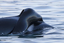 Orca (Orcinus orca), type one, with flaccid or collapsed dorsal fin, caused by stress, traumatic injury or ill-health, Snaefellsnes Peninsula, western Iceland