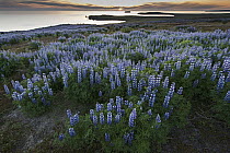 Nootka Lupine (Lupinus nootkatensis) flowering along coast, introduced species, Skjalfandi, northern Iceland