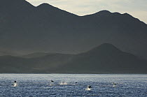 Munk's Devil Ray (Mobula munkiana) group leaping, Gulf of California, Baja California, Mexico