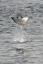 Munk's Devil Ray (Mobula munkiana) leaping, Gulf of California, Baja California, Mexico
