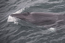 Dwarf Minke Whale (Balaenoptera acutorostrata) surfacing, Baja California, Mexico