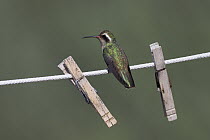 Xantus's Hummingbird (Hylocharis xantusii) female perched on washing line next to clothespins, Baja California, Mexico