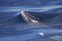 Dwarf Minke Whale (Balaenoptera acutorostrata) surfacing, Baja California, Mexico