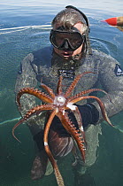 Humboldt Squid (Dosidicus gigas) young held by squid researcher Scott Cassell, Gulf of California, Baja California, Mexico