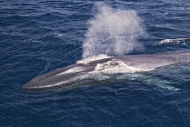 Blue Whale (Balaenoptera musculus) spouting, Gulf of California, Baja California, Mexico