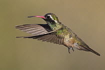 Xantus's Hummingbird (Hylocharis xantusii) male flying, Baja California, Mexico
