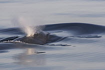 Blue Whale (Balaenoptera musculus) spouting, Gulf of California, Baja California, Mexico