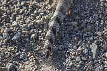 Santa Catalina Rattlesnake (Crotalus catalinensis) rattleless tail, Santa Catalina Island, Baja California, Mexico