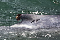 Blue Whale (Balaenoptera musculus) dorsal fin with two remoras and barnacles, Gulf of California, Baja California, Mexico