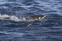 Munk's Devil Ray (Mobula munkiana) leaping, Gulf of California, Baja California, Mexico