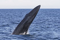 Bryde's Whale (Balaenoptera edeni) breaching, Gulf of California, Baja California, Mexico