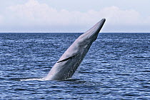 Bryde's Whale (Balaenoptera edeni) breaching, Gulf of California, Baja California, Mexico