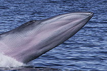 Bryde's Whale (Balaenoptera edeni) breaching with throat grooves visible, Gulf of California, Baja California, Mexico