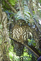 Morepork (Ninox novaeseelandiae) owl, Tiritiri Matangi Island, North Island, New Zealand