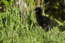 Takahe (Porphyrio hochstetteri) chick, Tiritiri Matangi Island, North Island, New Zealand