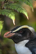 Fiordland Crested Penguin (Eudyptes pachyrhynchus) in dense coastal forest, Lake Moeraki, South Island, New Zealand