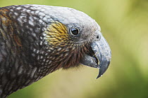 New Zealand Kaka (Nestor meridionalis), South Island, New Zealand